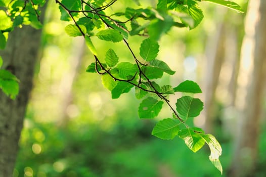 Branch of tree with fresh green leaves