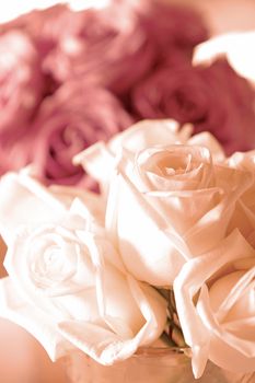 White rose flower and pink rose background