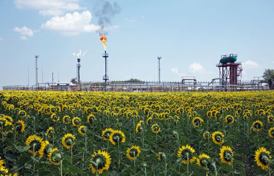 oil torch and a field of sunflowers