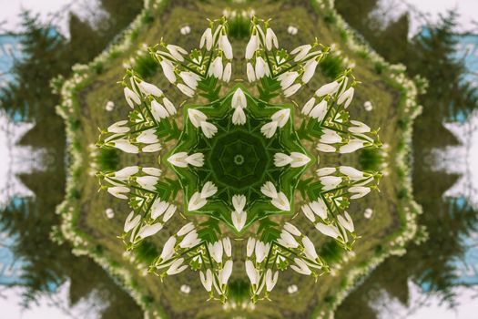 kaleidoscopic flower pattern background of white snowdrops