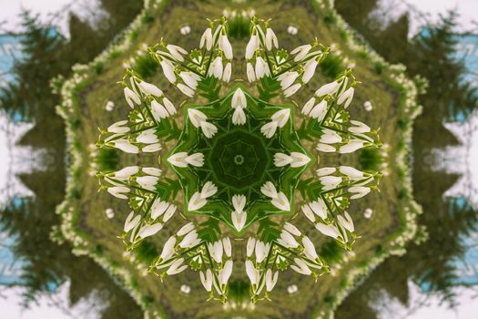 kaleidoscopic flower pattern background of white snowdrops