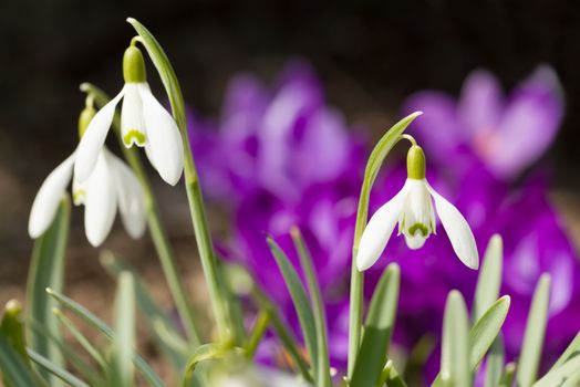 first flower Galanthus Snowdrop bloom in spring garden with violet flower background