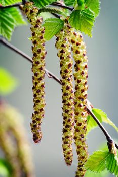 The young shoots of birch with the first green leaves and flowers against the sky. Presents closeup.