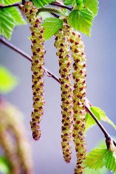 The young shoots of birch with the first green leaves and flowers against the sky. Presents closeup.