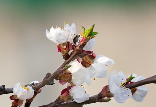 A branch of a blooming white apricot flowers on the background of  sky.
