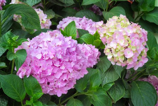 Large inflorescences flowering hydrangeas and green leaves.