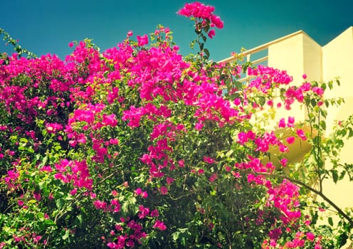 Building facade fragment on which balcony ornamental plants with a large amount of bright pink colors grow