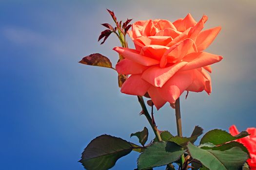 Hot pink largest flower garden rose photographed on the background of blue sky.