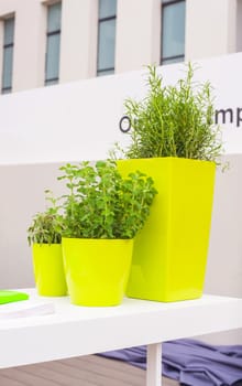 View of Plants inside the green pots