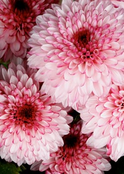 Background of Big Beautiful Pink and Red Chrysanthemum closeup