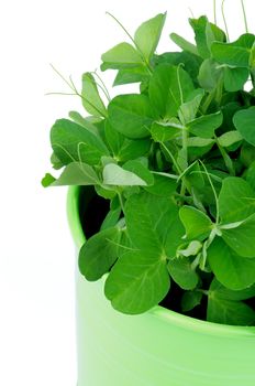 Green Pot with Young Sprouts of Sweet Pea isolated on white background