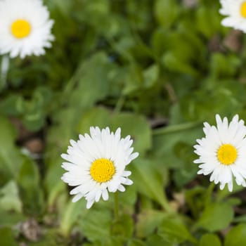 Pictured There is a nice green field covered with daisies in early summer