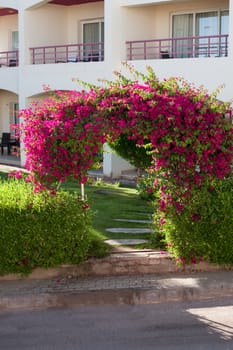 beautiful hedge of flowers on a background of the hotel