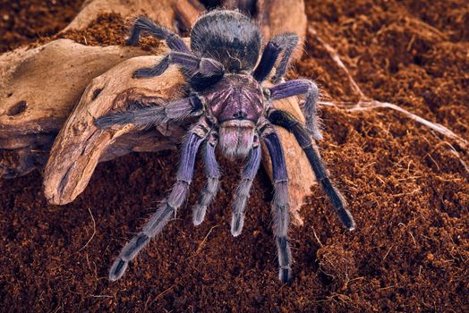 Tarantula Phormictopus sp purple close-up on a background of brown soil 