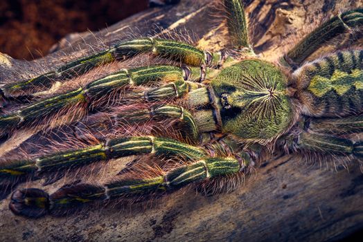 Tarantula Poecilotheria rufilata close-up on a background of brown tree 