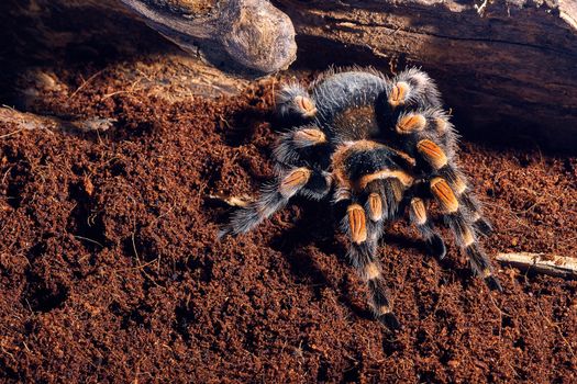 Mexican red knee tarantula Brachypelma smithi. close-up on a background of brown soil