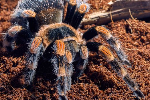 Mexican red knee tarantula Brachypelma smithi. close-up on a background of brown soil