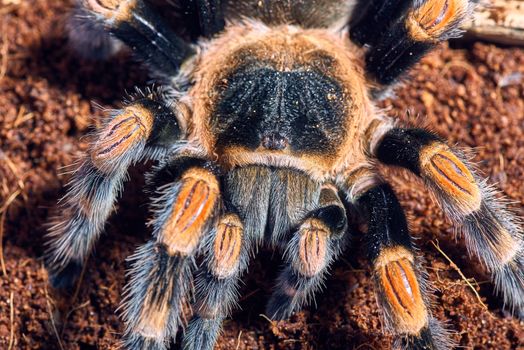 Mexican red knee tarantula Brachypelma smithi. close-up on a background of brown soil