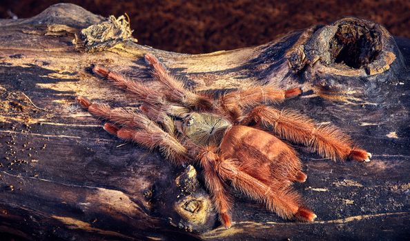 Tarantula Tapinauchenius gigas close-up on a background of brown soil 