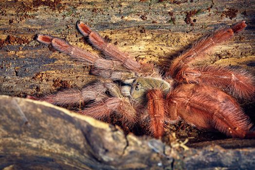 Tarantula Tapinauchenius gigas close-up on a background of brown soil 