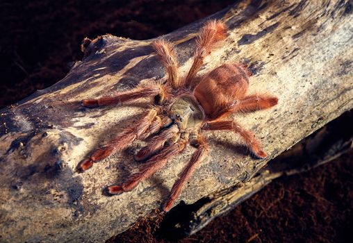 Tarantula Tapinauchenius gigas close-up on a background of brown soil 