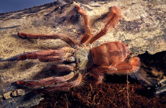 Tarantula Tapinauchenius gigas close-up on a background of brown soil 