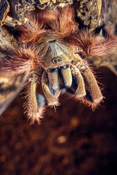 Tarantula Tapinauchenius gigas close-up on a background of brown soil 