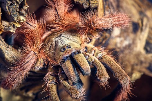 Tarantula Tapinauchenius gigas close-up on a background of brown soil 