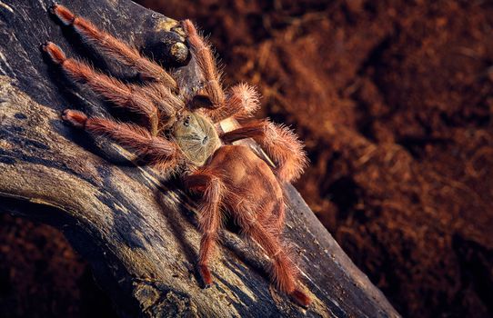 Tarantula Tapinauchenius gigas close-up on a background of brown soil 