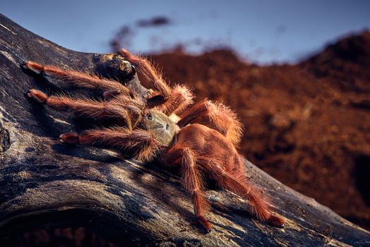 Tarantula Tapinauchenius gigas close-up on a background of brown soil 