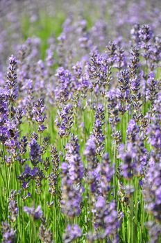 Lavender field