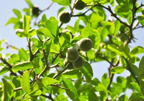 Trifoliate orange (Poncirus trifoliata)