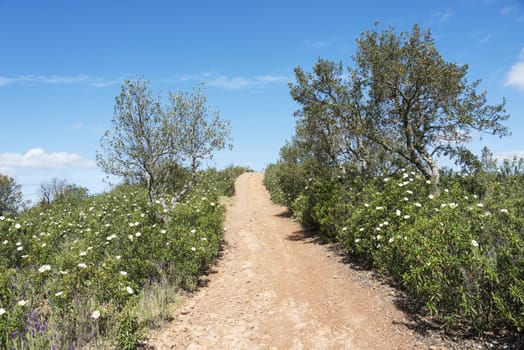 flowers on the hills in the portugal area algarve with green plants and trees in nature