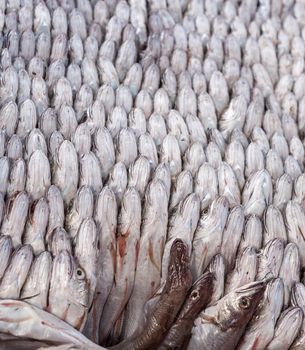 Panorama of The Fresh fish tightly packed together