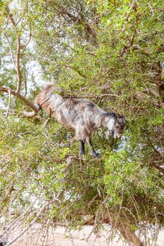 The Morocco Goat feeding in argan tree