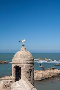 old fortress in Essaouira, Morocco. cobweb morning