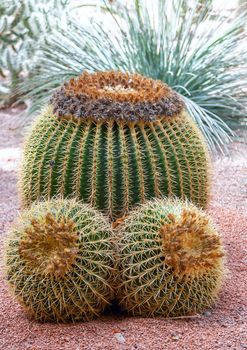 three large cactus against a background of gravel