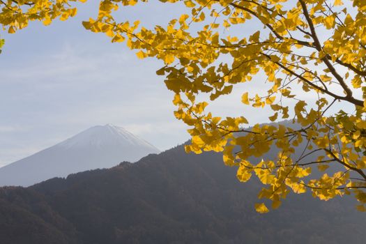 This photo was shot from the area around Mt.Fuji. Ginkgo leaves turn to yellow color in autumn. It is the same time as Maple leaves change color.