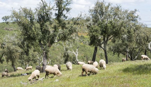 sheep herd with olive trees in portugal