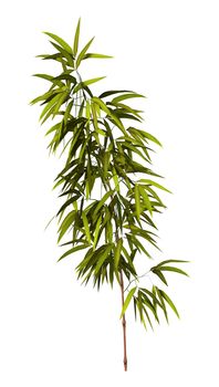 3D digital render of a bamboo tree isolated on white background
