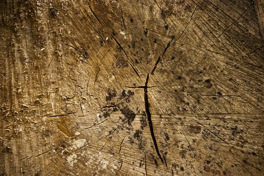 Close up of wooden logs showing rings