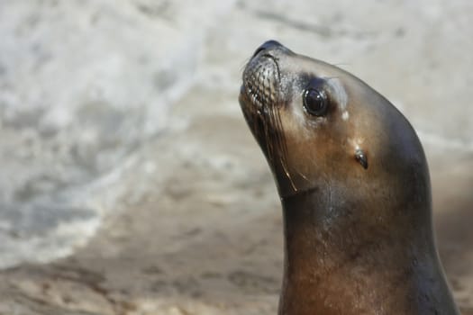 A seal in his harem