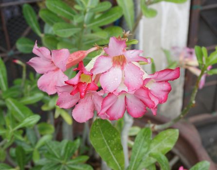 Pentagram flowers, flowers into bushes, 
petals have shades from dark to light.                                