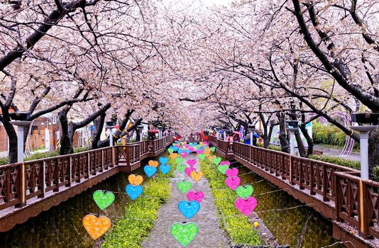 cherry blossoms at day busan city in south korea