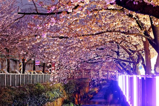 cherry blossoms at night, busan city in south korea