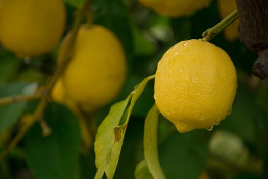 View of lemons on the tree with shallow depth of field.