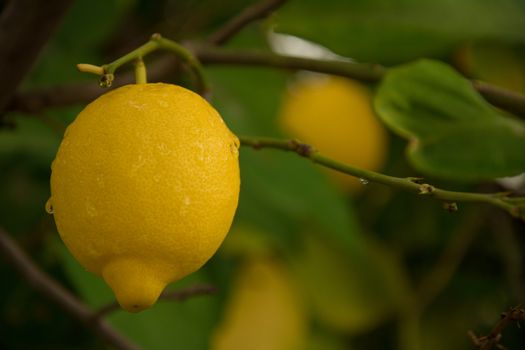 View of lemons on the tree with shallow depth of field.