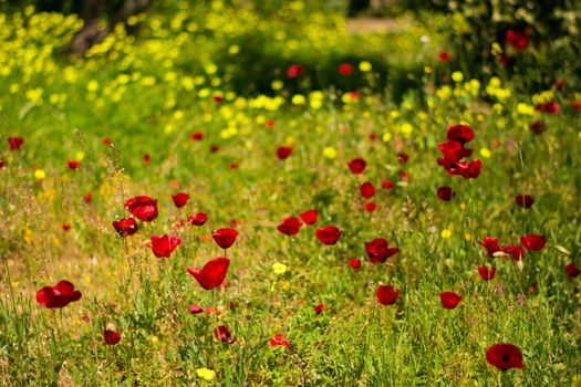 Poppy flowers in a green meadow, in shallow depth of field.