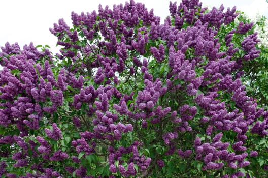 Closeup of blossomed lilac flower bushes against blue sky