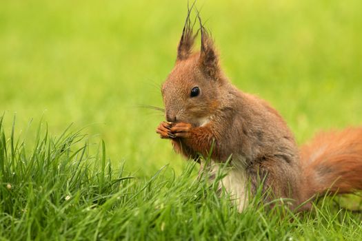 PolandEuropean squirrel sitting on the grass and eat sunflower seeds.Spring in May.Clearly shows the animal's feet and toes